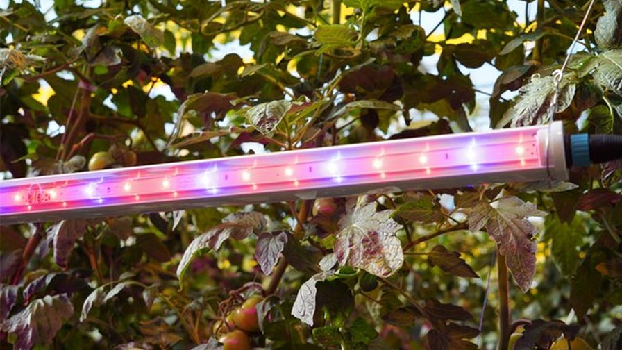 GE Current Intracanopy Tomato Lighting